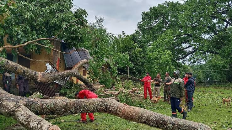 People removing a large fallen tree after storm damage in Tripura.

