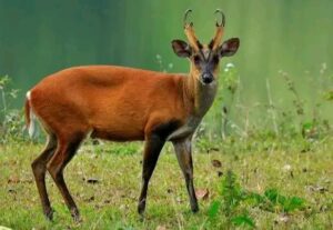 CSOs Must Lead Awareness to Save Forest and Wildlife in Kuki Society